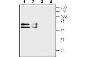 Western blot analysis of human HL-60 promyelocytic leukemia cell lysate (lanes 1 and 3) and human HT-29 colon adenocarcinoma cell lysate (lanes 2 and 4): - 1,2. (TAUT Antikörper  (C-Term, Intracellular))