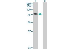 Western Blot analysis of SSX2IP expression in transfected 293T cell line by SSX2IP MaxPab polyclonal antibody. (SSX2IP Antikörper  (AA 1-614))