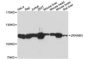 Western blot analysis of extracts of various cell lines, using ZRANB3 antibody. (ZRANB3 Antikörper  (AA 818-1077))