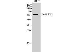 Western Blotting (WB) image for anti-RAB11 Family Interacting Protein 2 (Class I) (RAB11FIP2) (Internal Region) antibody (ABIN3186636)