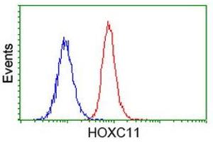 Image no. 3 for anti-Homeobox C11 (HOXC11) antibody (ABIN1498706) (HOXC11 Antikörper)