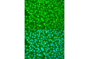 Immunofluorescence (IF) image for anti-Period Homolog 1 (Drosophila) (PER1) (AA 1-200) antibody (ABIN6145448)