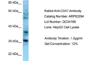 Western Blotting (WB) image for anti-CD47 (CD47) (N-Term) antibody (ABIN2789434)