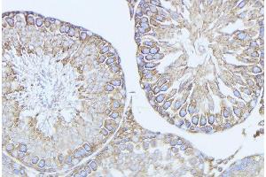 ABIN6279134 at 1/100 staining Mouse testis tissue by IHC-P. (BCL2L14 Antikörper  (N-Term))