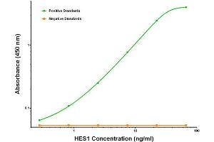 ELISA image for anti-Hes Family bHLH Transcription Factor 1 (HES1) antibody (ABIN2722660) (HES1 Antikörper)