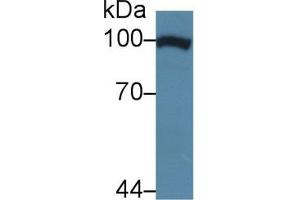 Western blot analysis of Human HeLa cell lysate, using Cow TNPO1 Antibody (5 µg/ml) and HRP-conjugated Goat Anti-Rabbit antibody ( (Transportin 1 Antikörper  (AA 593-836))