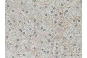 Immunohistochemistry (IHC) image for anti-Flavin Reductase (BLVRB) (AA 2-206) antibody (ABIN7441571)