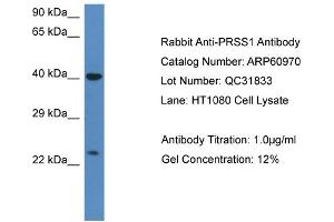 Western Blotting (WB) image for anti-Protease, serine, 1 (Trypsin 1) (PRSS1) (C-Term) antibody (ABIN2788637) (PRSS1 Antikörper  (C-Term))