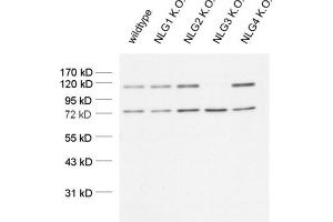 dilution: 1 : 1000 (ECL detection), sample: mouse brain homogenate (Neuroligin 3 Antikörper  (AA 608-722))