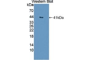 Detection of Recombinant DNASEII, Human using Polyclonal Antibody to Deoxyribonuclease II (DNASEII) (Deoxyribonuclease II (AA 19-360) Antikörper)