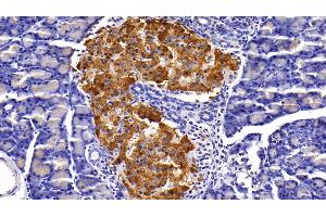Detection of INS in Rat Pancreas Tissue using Polyclonal Antibody to Insulin (INS) (Insulin Antikörper  (AA 25-110))