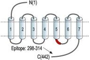 Representative domain view of the target of ABIN7884932.