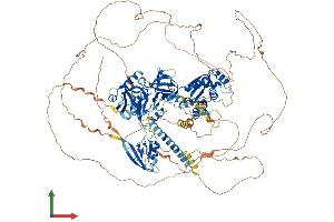 Protein Structure (PS) image for Tight Junction Protein 2 (Zona Occludens 2) (TJP2) (AA 1-1190) protein (His tag) (ABIN7556089)