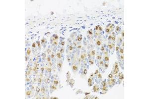 Immunohistochemistry of paraffin-embedded mouse stomach using CDC45 antibody at dilution of 1:100 (x40 lens). (CDC45 Antikörper)