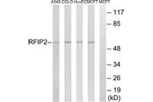 Western Blotting (WB) image for anti-RAB11 Family Interacting Protein 2 (Class I) (RAB11FIP2) (AA 340-389) antibody (ABIN2890560) (RAB11FIP2 Antikörper  (AA 340-389))