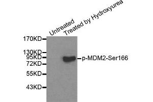 Western Blotting (WB) image for anti-Mdm2, p53 E3 Ubiquitin Protein Ligase Homolog (Mouse) (MDM2) (pSer166) antibody (ABIN1870422) (MDM2 Antikörper  (pSer166))