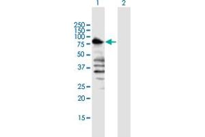 Western Blot analysis of TLE1 expression in transfected 293T cell line by TLE1 MaxPab polyclonal antibody.