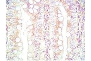 Immunohistochemistry (IHC) image for anti-Peptide YY (PYY) (AA 3-36) antibody (ABIN2871465)