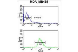 Flow cytometric analysis of MDA-MB435 cells (bottom histogram) compared to a negative control cell (top histogram). (Neuropilin 1 Antikörper  (C-Term))