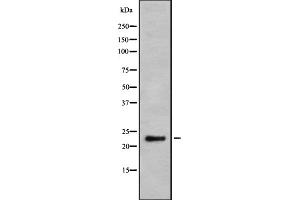 Western blot analysis Granzyme H using K562 whole cell lysates (GZMH Antikörper)