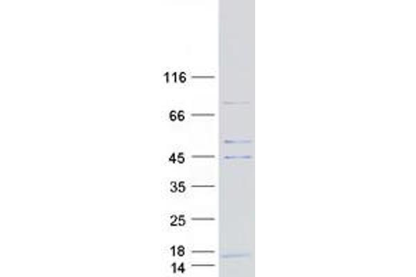COX6A2 Protein (Myc-DYKDDDDK Tag)