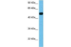 Western Blotting (WB) image for anti-Hepatocyte Nuclear Factor 4, alpha (HNF4A) (N-Term) antibody (ABIN2777514)