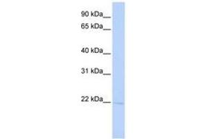 Image no. 1 for anti-RER1 Retention in Endoplasmic Reticulum 1 Homolog (RER1) (AA 72-121) antibody (ABIN6740994) (RER1 Antikörper  (AA 72-121))