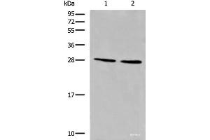 Western blot analysis of LOVO and 231 cell lysates using CYB5D1 Polyclonal Antibody at dilution of 1:650 (CYB5D1 Antikörper)