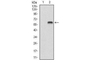 Western Blotting (WB) image for anti-Brain-Derived Neurotrophic Factor (BDNF) (AA 19-248) antibody (ABIN1724944)