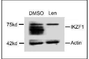 Western blot analysis of extracts from  cells, treated with DMSO or lenalidomide, using rabbit polyclonal IKZF1 Antibody (C-term) (ABIN654180 and ABIN2844035). (IKZF1 Antikörper  (C-Term))