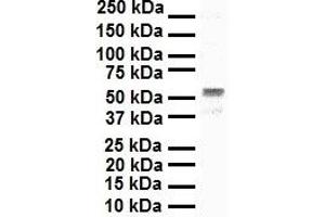 WB Suggested Anti-SNAI1 antibody Titration: 1 ug/mL Sample Type: Human A549 (SNAIL Antikörper  (N-Term))