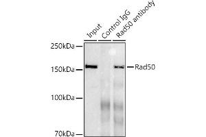 Immunoprecipitation analysis of 300 μg extracts of K-562 cells using 3 μg Rad50 antibody (ABIN7269826). (RAD50 Antikörper)
