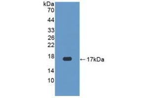Western blot analysis of recombinant Human CASP3. (Caspase 3 Antikörper  (AA 29-175))