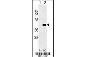Western blot analysis of LUC7L using rabbit polyclonal LUC7L Antibody using 293 cell lysates (2 ug/lane) either nontransfected (Lane 1) or transiently transfected (Lane 2) with the LUC7L gene. (LUC7L Antikörper  (AA 219-246))