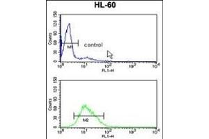 RAN Antibody (N-term) (ABIN390647 and ABIN2840945) flow cytometry analysis of HL-60 cells (bottom histogram) compared to a negative control cell (top histogram). (RAN Antikörper  (N-Term))