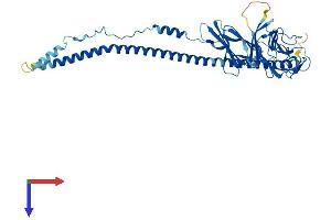 CRLF3 Protein (AA 1-442) (His tag)