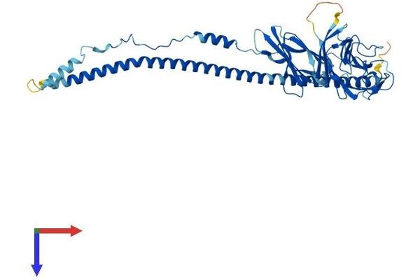 CRLF3 Protein (AA 1-442) (His tag)
