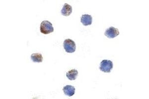 Immunohistochemistry (IHC) image for anti-Cullin 9 (CUL9) (C-Term) antibody (ABIN1030569)
