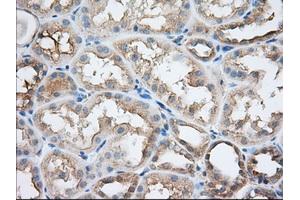 Immunohistochemical staining of paraffin-embedded Human Kidney tissue using anti-SNX9 mouse monoclonal antibody. (SNX9 Antikörper)