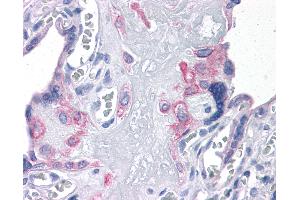 Anti-FNIP2 antibody IHC of human placenta. (FNIP2 Antikörper  (N-Term))