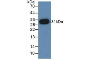 Western Blotting (WB) image for anti-Poliovirus Receptor-Related 2 (Herpesvirus Entry Mediator B) (PVRL2) (AA 83-291) antibody (ABIN7441877)