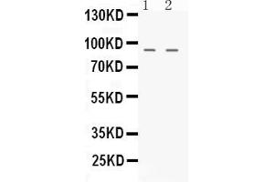 Western blot analysis of NIRF expression in rat testis extract ( Lane 1) and K562 whole cell lysates ( Lane 2).