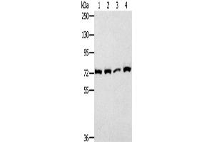 Western Blotting (WB) image for anti-Calpain 1, Large Subunit (CAPNL1) antibody (ABIN2827602) (CAPNL1 Antikörper)