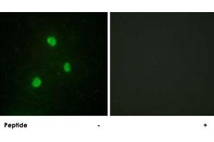 Immunofluorescence analysis of A-549 cells, using TBX1 polyclonal antibody . (T-Box 1 Antikörper  (C-Term))