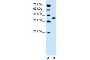 SLC35B1 antibody used at 1. (SLC35B1 Antikörper  (C-Term))