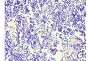 Immunohistochemistry of paraffin-embedded human thymus tissue using ABIN7169781 at dilution of 1: 100 (CD84 Antikörper  (AA 22-225))