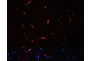 Immunofluorescence analysis of Rat brain using HCRTR1 Polyclonal Antibody at dilution of 1:100. (HCRTR1 Antikörper)