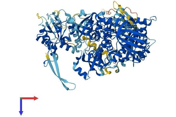 DIS3 Protein (AA 1-958) (His tag)