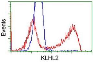 HEK293T cells transfected with either RC205347 overexpress plasmid (Red) or empty vector control plasmid (Blue) were immunostained by anti-KLHL2 antibody (ABIN2453207), and then analyzed by flow cytometry. (KLHL2 Antikörper  (AA 1-100, AA 494-593))