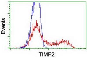 HEK293T cells transfected with either RC209796 overexpress plasmid (Red) or empty vector control plasmid (Blue) were immunostained by anti-TIMP2 antibody (ABIN2455392), and then analyzed by flow cytometry. (TIMP2 Antikörper)